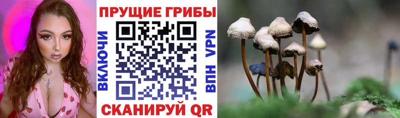 Галлюциногенные грибы Cubensis  купить  сайты  Петушки 